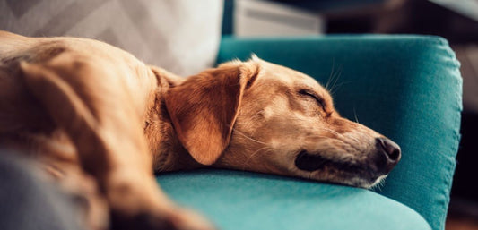 An Anxious Pup Needs the Best Calming Treats for Dogs