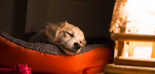 Must-Have Calming Products for Dogs