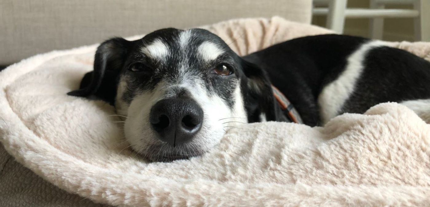 Soothing Dog Beds for Senior Dogs: Providing Comfort and Support