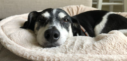 Soothing Dog Beds for Senior Dogs: Providing Comfort and Support