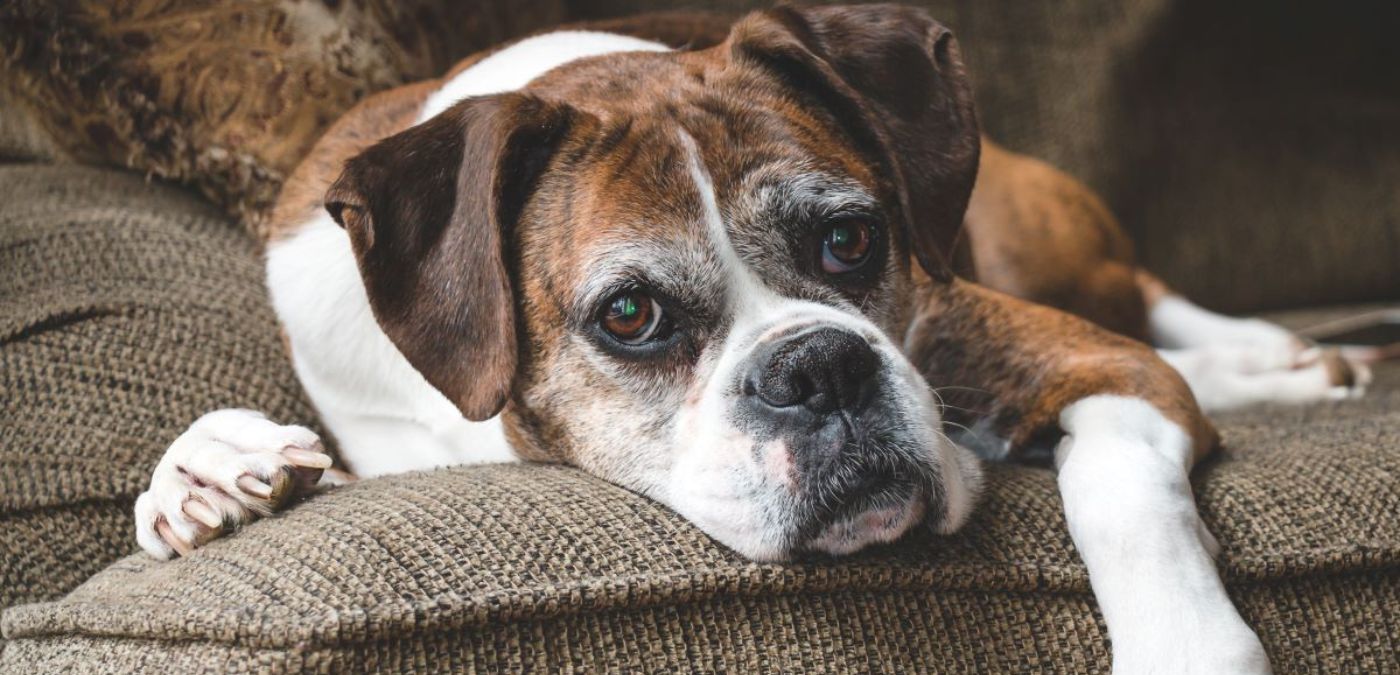 Tried & Tested Dog Anxiety Solutions