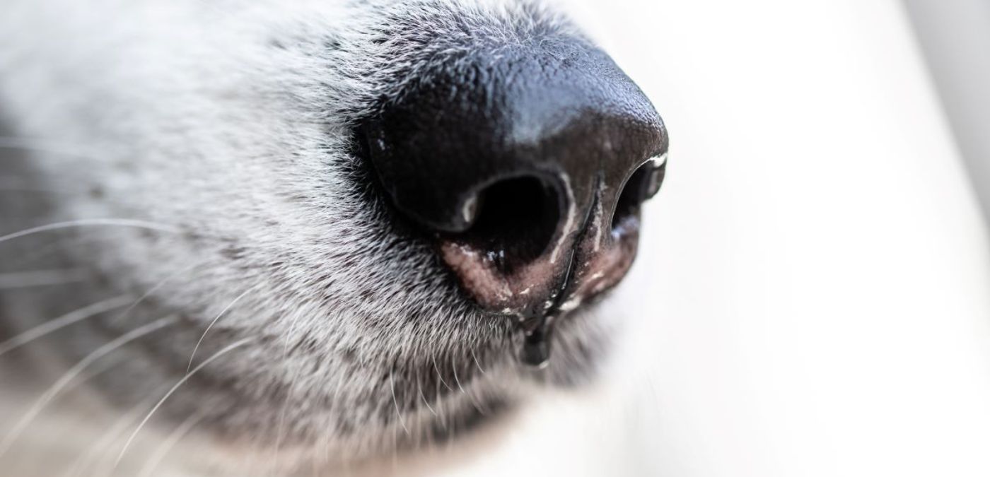 Is Your Dog's Nose Dripping From Anxiety?