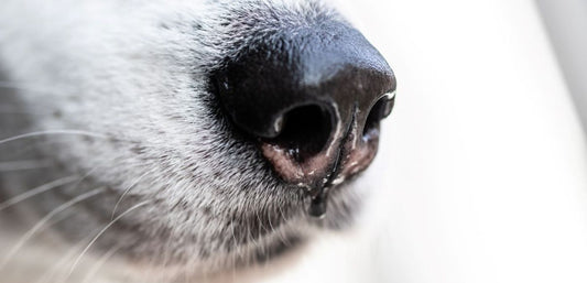 Is Your Dog's Nose Dripping From Anxiety?