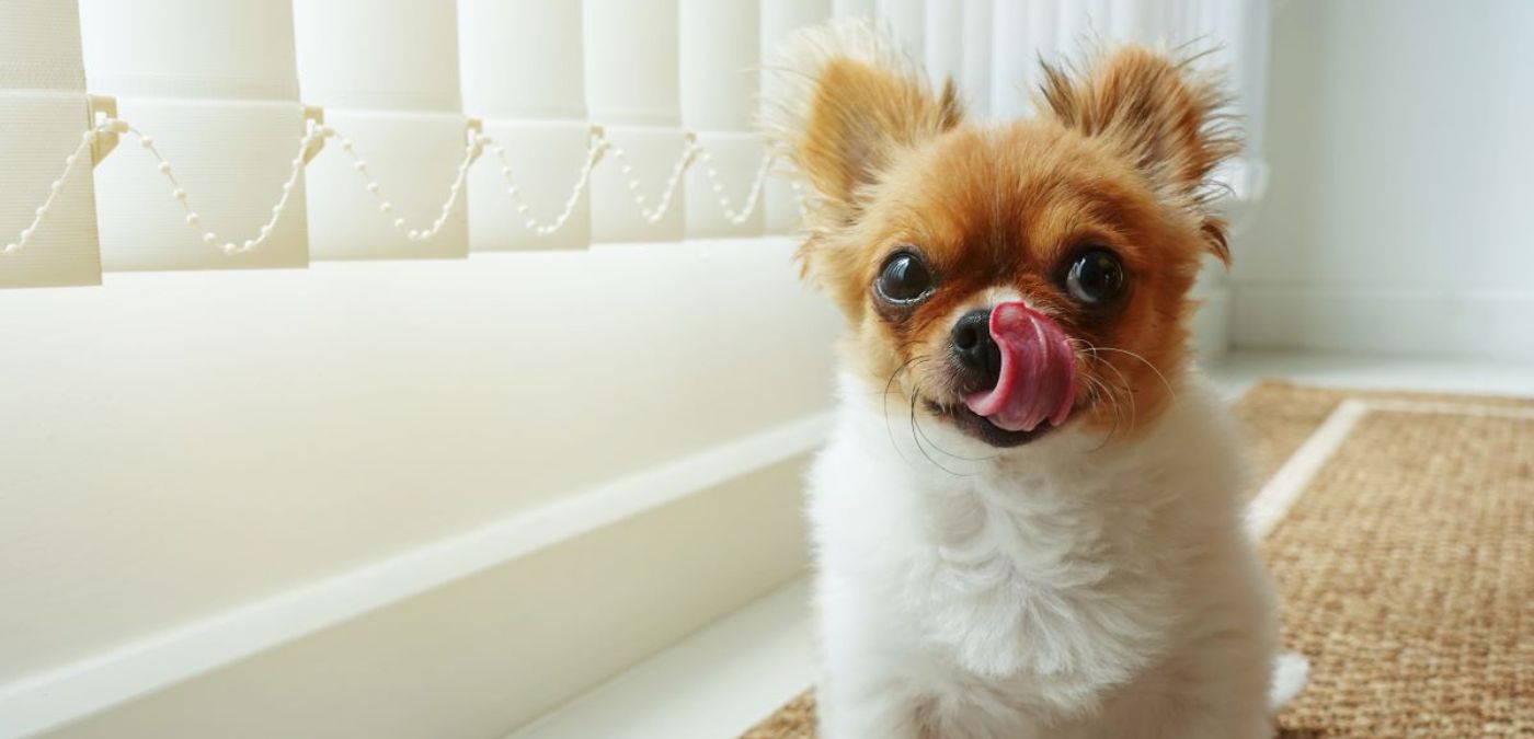 Understanding Dog Stress Signals: Recognizing and Addressing Anxiety in Your Pet
