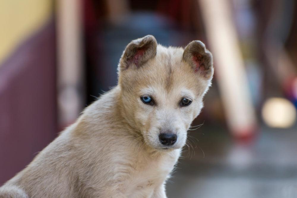 gerberian shepsky puppy