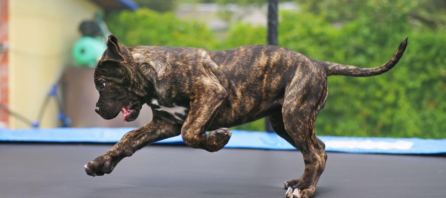 Brindle Cane Corso Dog Playing