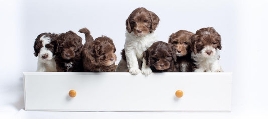 Australian Labradoodle Puppies