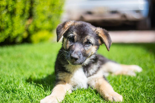 german shepherd puppy laying in grass