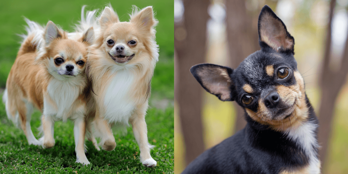 Chihuahua Guide And Breed Information - Calming Dog