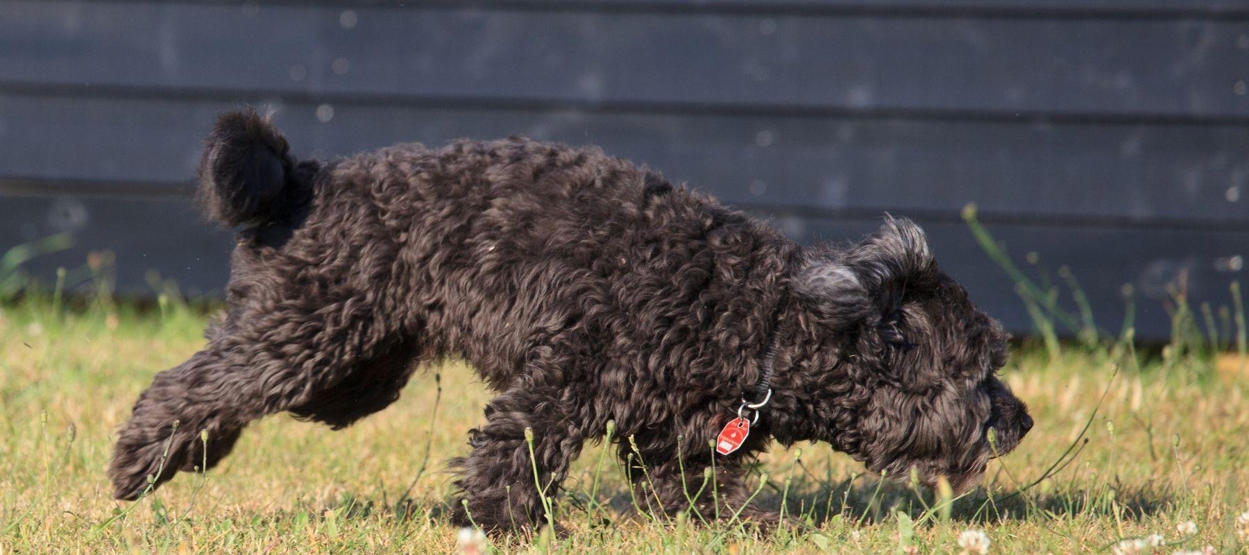 Malshipoo Dog