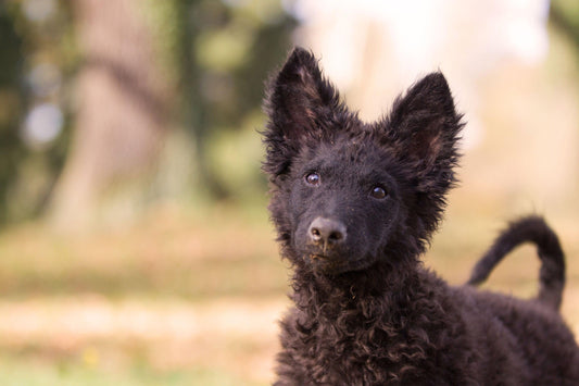 mudi puppy standing in the park 