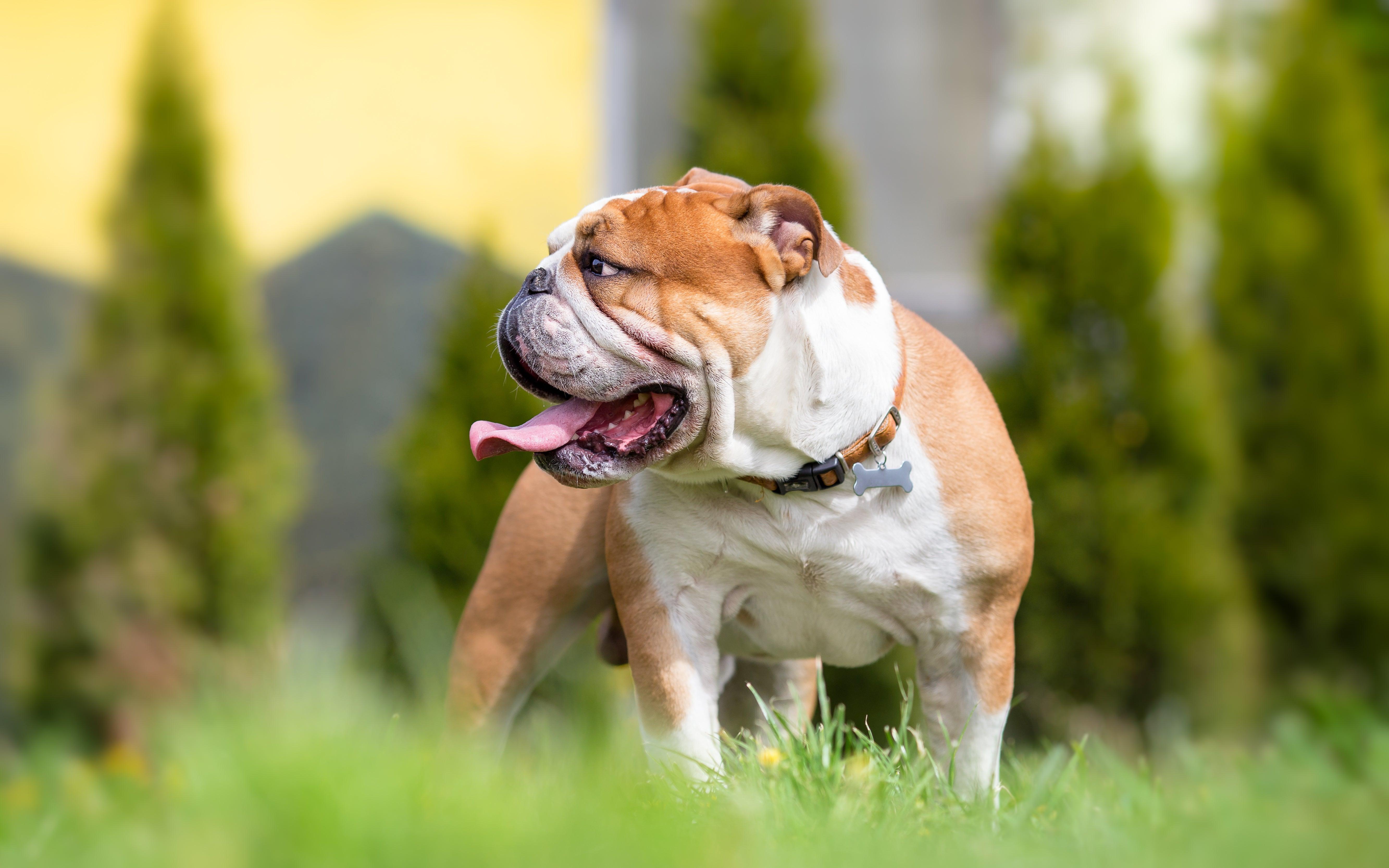 english bulldog standing in grass looking off to the side