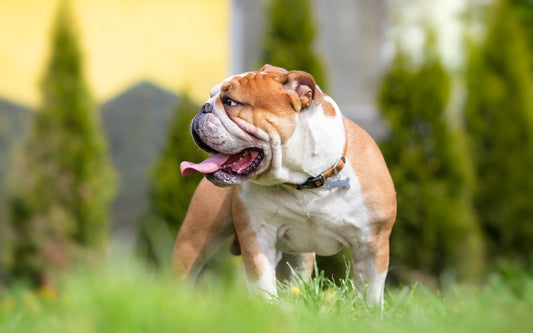 english bulldog standing in grass looking off to the side
