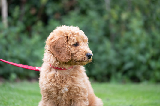 cockapoo puppy on leash