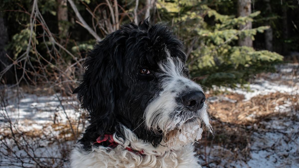 black and white Saint Berdoodle looking to the side