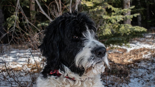 black and white Saint Berdoodle looking to the side