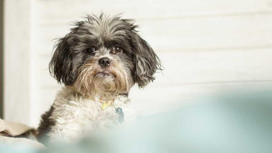 Malshi dog with anxious look on it's face