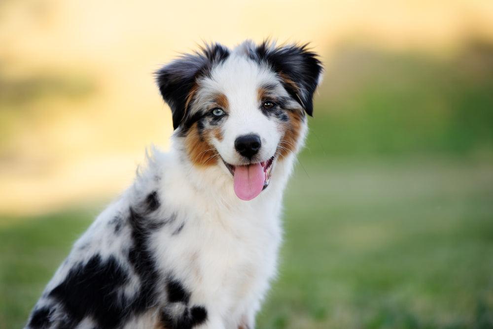 mini australian shepherd smiling at the camera