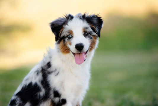 mini australian shepherd smiling at the camera