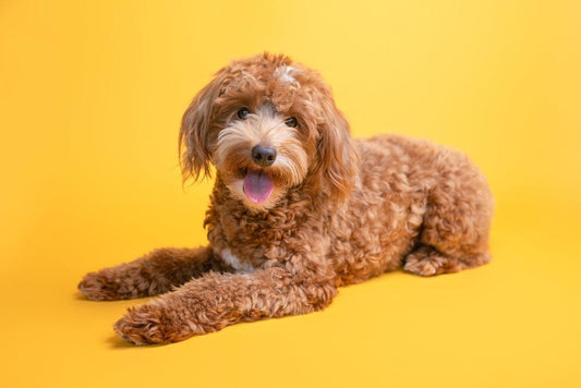 goldendoodle laying in front of yellow background