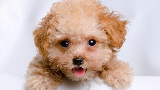 beige Teacup Poodle