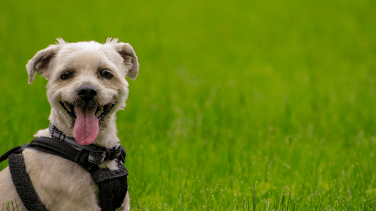 Happy Shorkie dog standing in the grass