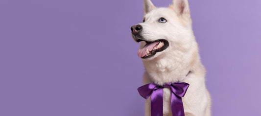 White Husky Dog