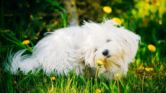 Bolognese Dog in the grass with yellow flowers