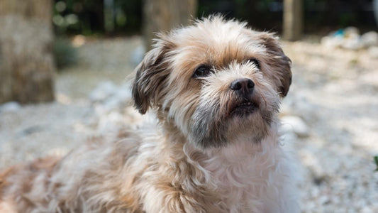 brown Shorkie puppy 