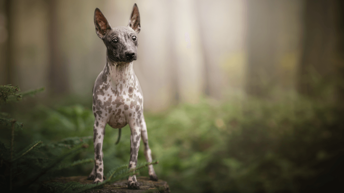 american hairless terrier standing in the woods