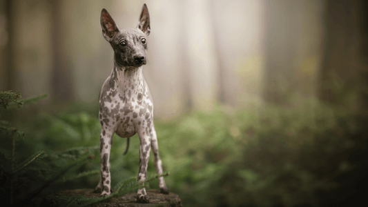 american hairless terrier standing in the woods