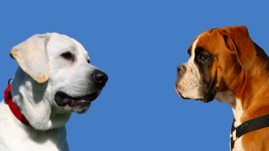 Labrador and Boxer dog face to face