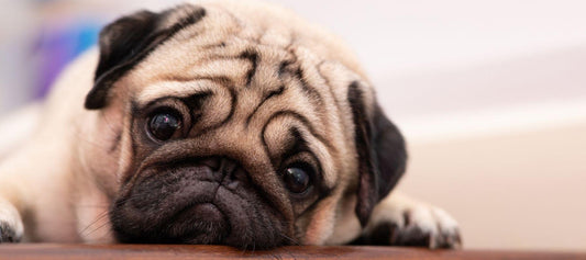 Pug laying on floor