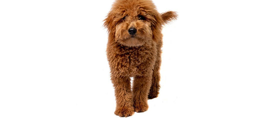 Miniature Goldendoodle Dog