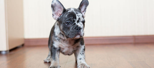 Merle Bulldog standing