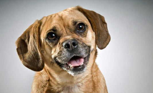 Happy Puggle 