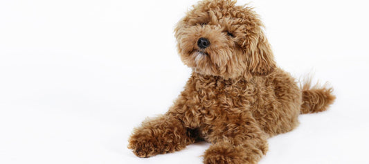 Maltipoo puppy