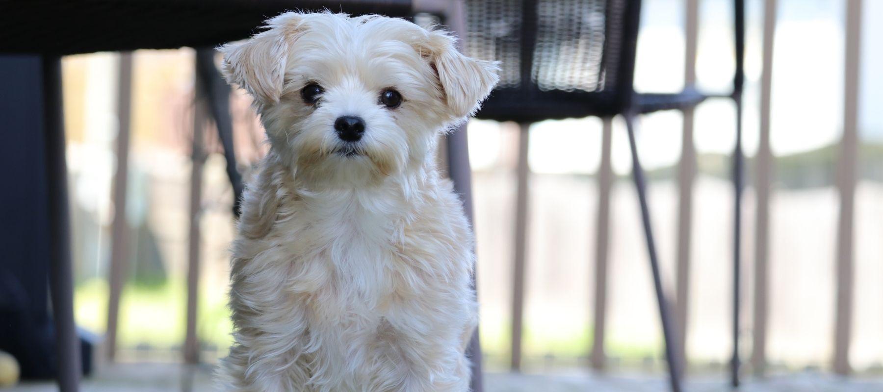 Morkie poo puppy looking at camera