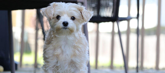 Morkie poo puppy looking at camera