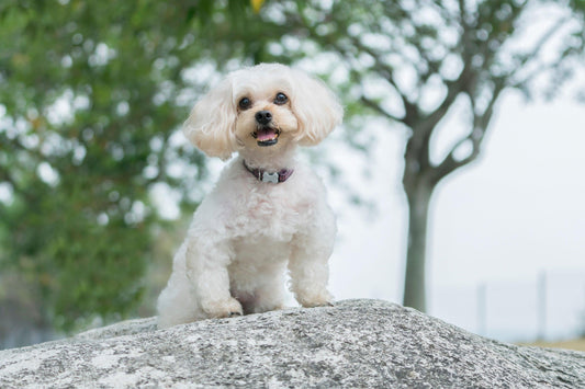 white shepapoo sitting on a rock