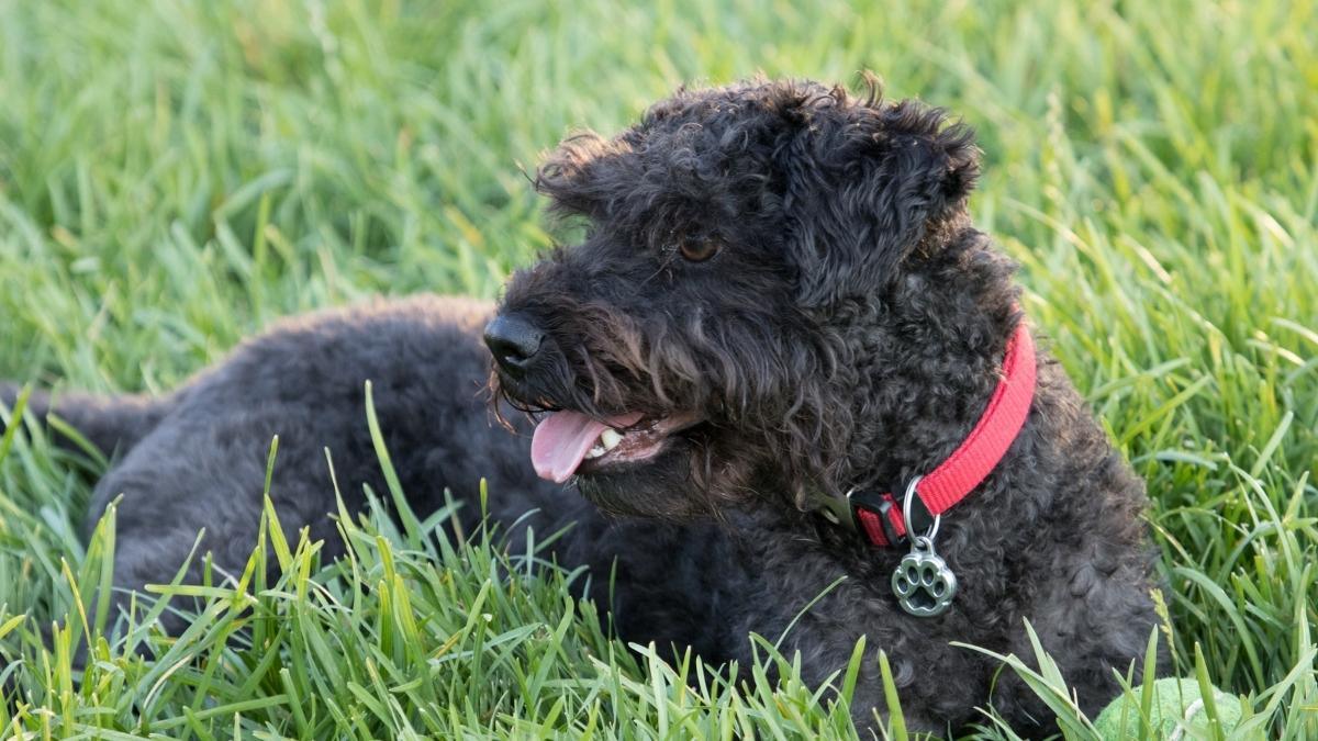Black Schnoodle sitting in the grass