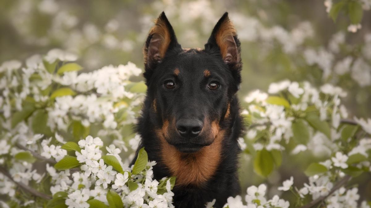 Beauceron peaking out of a field of white flowers