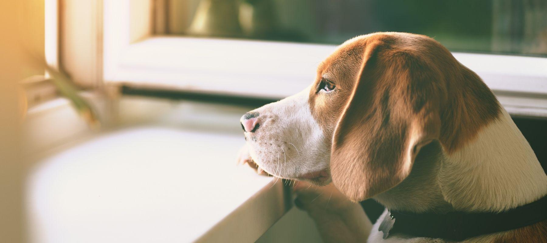 Dog with anxiety looking out of window 