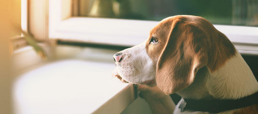 Dog with anxiety looking out of window 