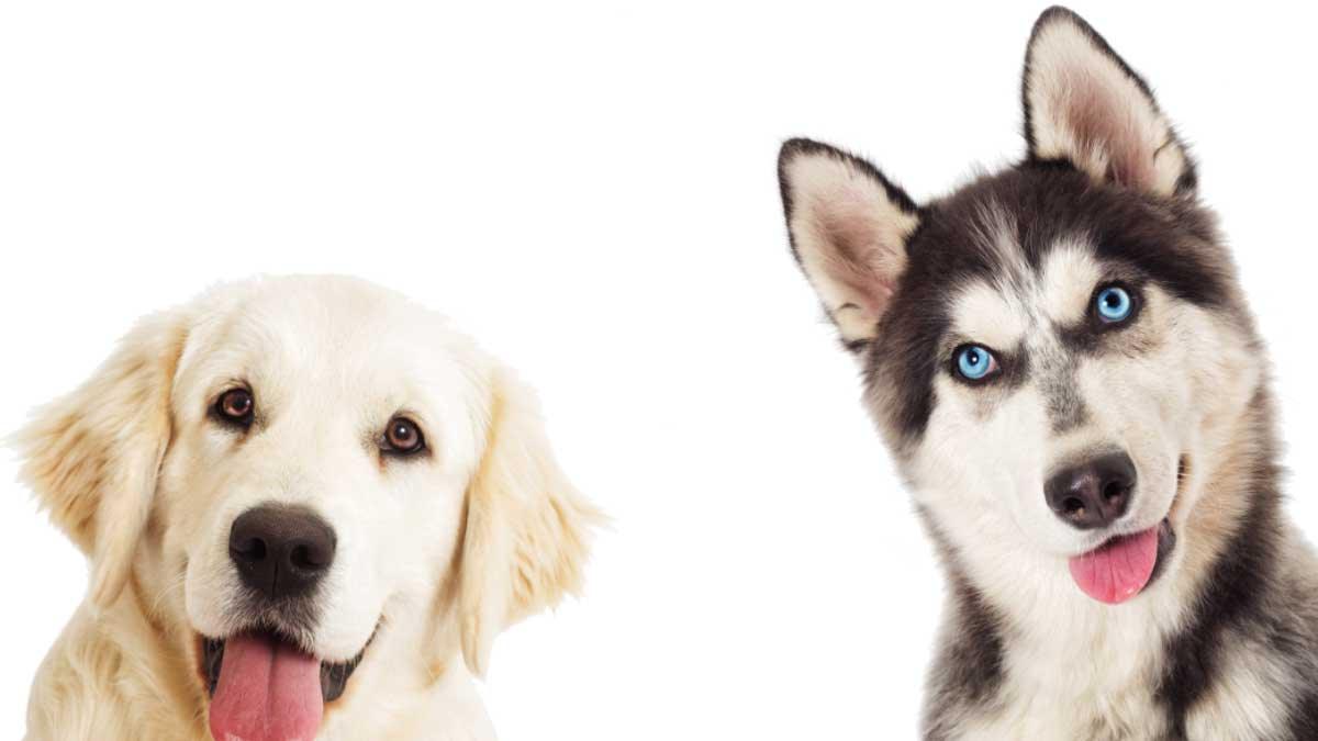 Golden Retreiver and Siberian Husky