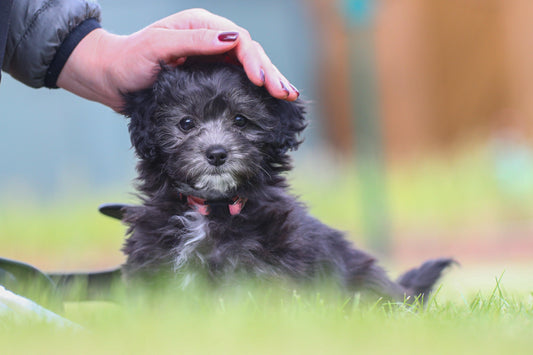 black maltipoo puppy being pet
