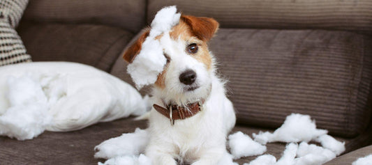 Small dog ripped apart a pillow on a couch.