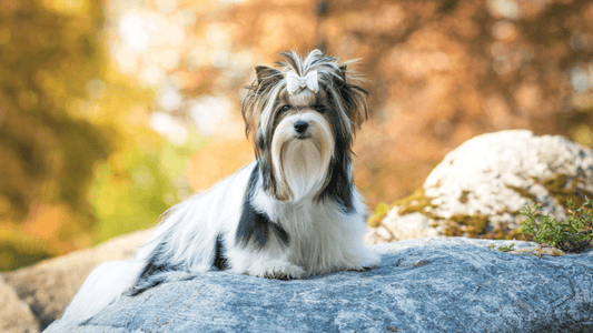 biewer terrier laying on a boulder