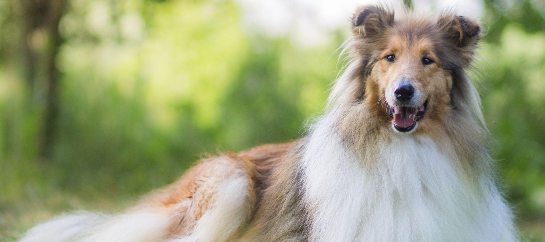 Happy Rough Collie Dog