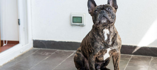 Brindle French Bulldog Sitting